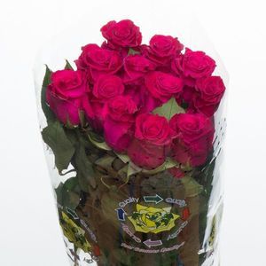 ROSE FLASH BACCARA 50